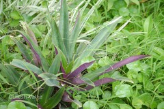 Tradescantia spathacea